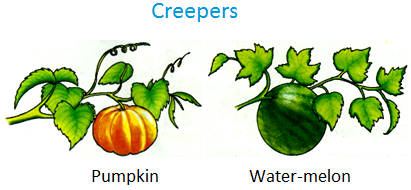 Difference Between Creepers and Climbers Plants (with Comparison Chart) -  Bio Differences