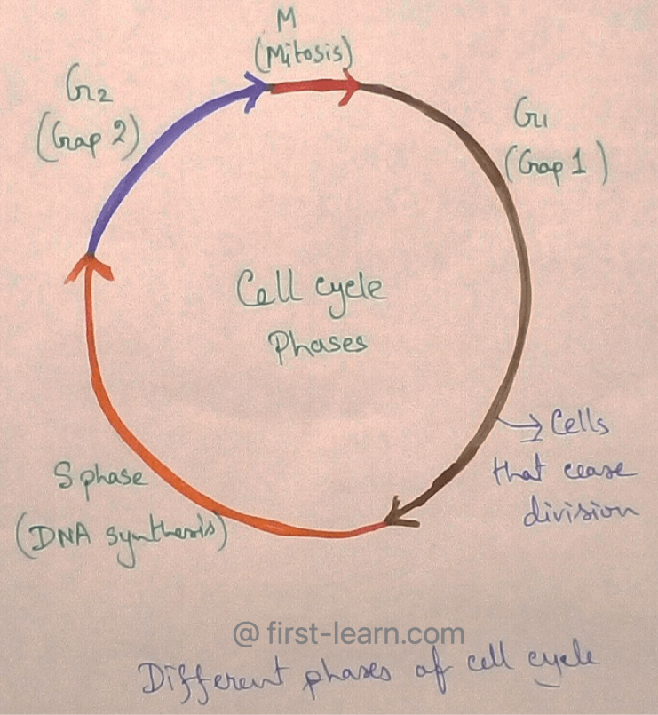 Explain About Cell Cycle Definition Different Phases Cell Division