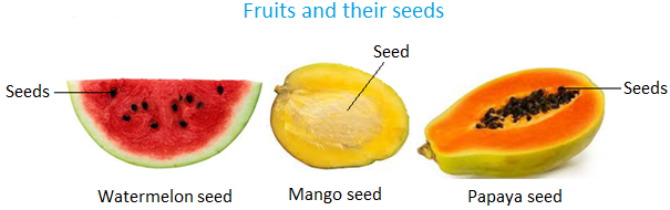 fruit contains a seed
