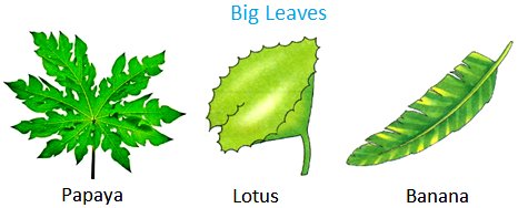 Papaya, lotus, banana have big leaves.