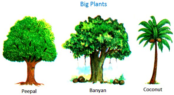 Plants Around Us Big Small Plants Shrubs Herbs Water Plants