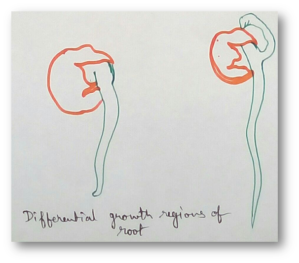 Differential Growth Regions of Root