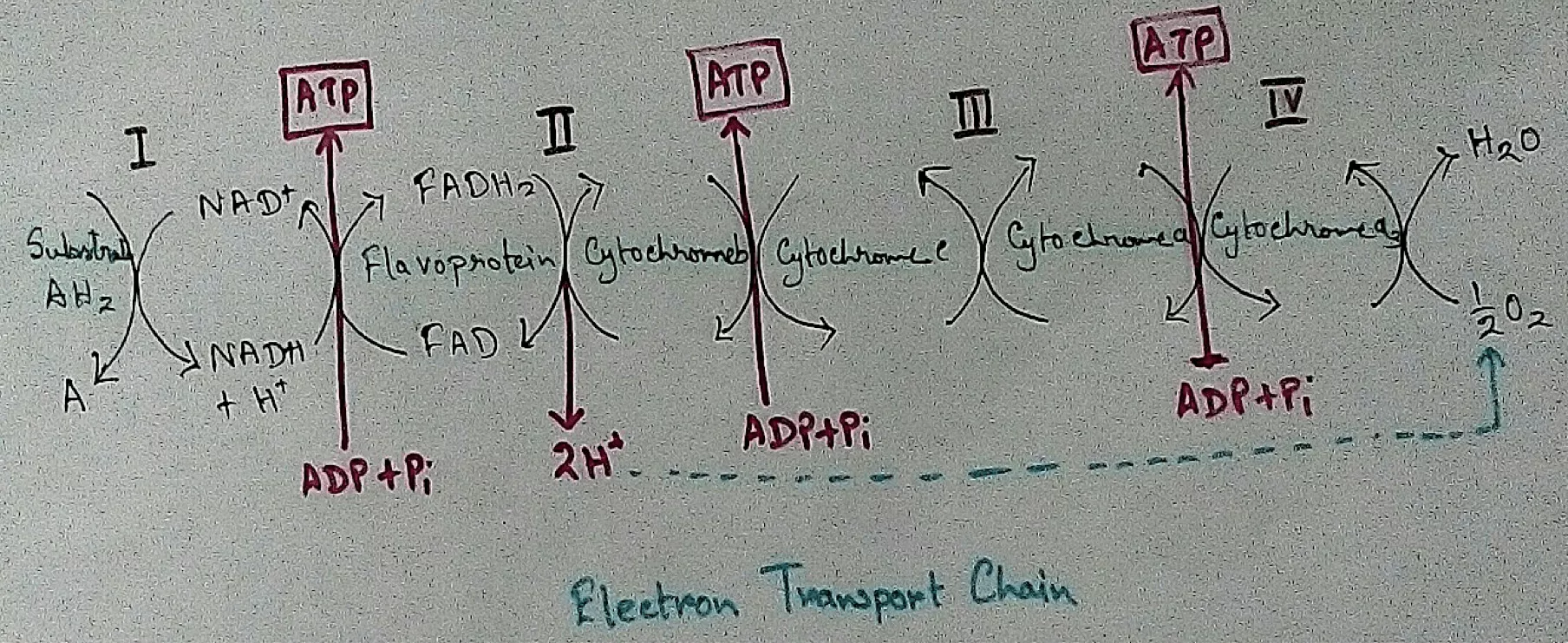 It is also called ETC. Electron transfer means the process where one electron relocates from one atom to the other atom. Definition of electron transport chain - The biological process where a chains of redox reaction take place as electrons are transferred from the