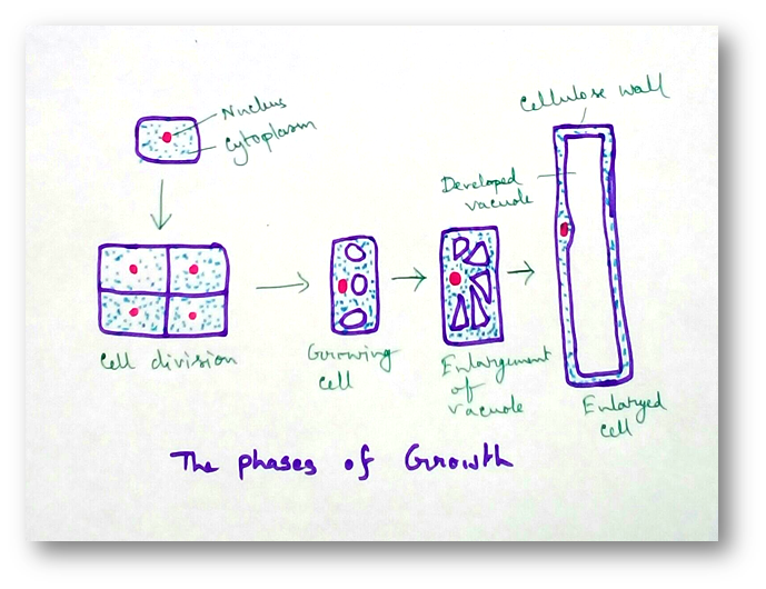 Phases of Growth