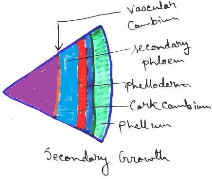 Secondary Growth