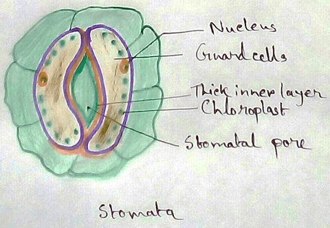 Stomata