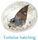 Tortoise Hatching