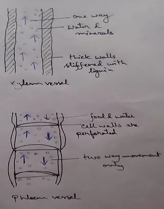 The transport of substances from one part of the plant to the another part is called conduction. In this process water is transported to the Green Leaves for photosynthesis, takes place and the food produced in the leaves are transported to different parts of the plant.