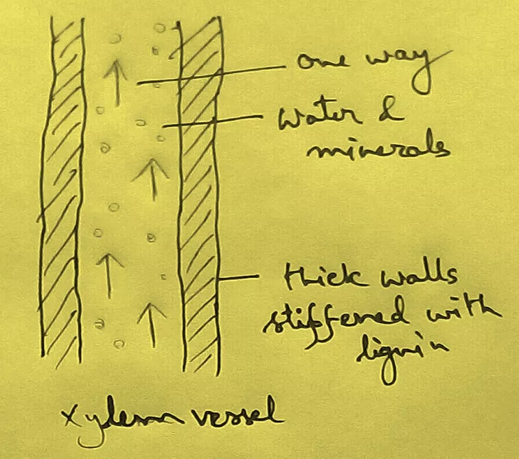 Transport or conduction of the water means transport of substances from one part of plant to the another means transport of water and dissolved minerals from the roots to the leaves via xylem.  Roots the underground parts of the plants which is positive geotrophic in nature.